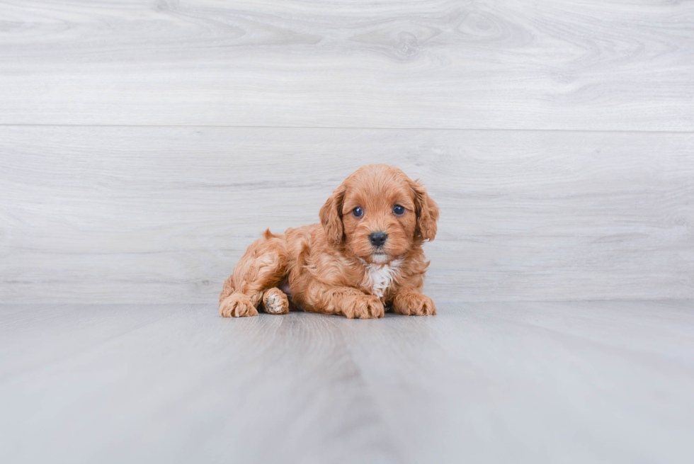 Cavapoo Pup Being Cute