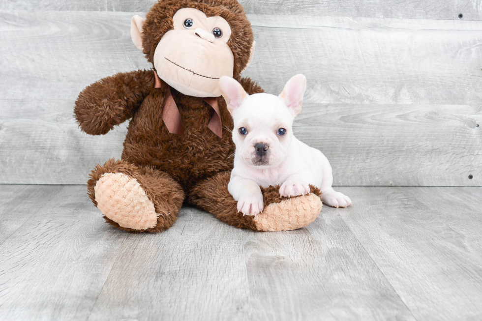 Friendly French Bulldog Baby