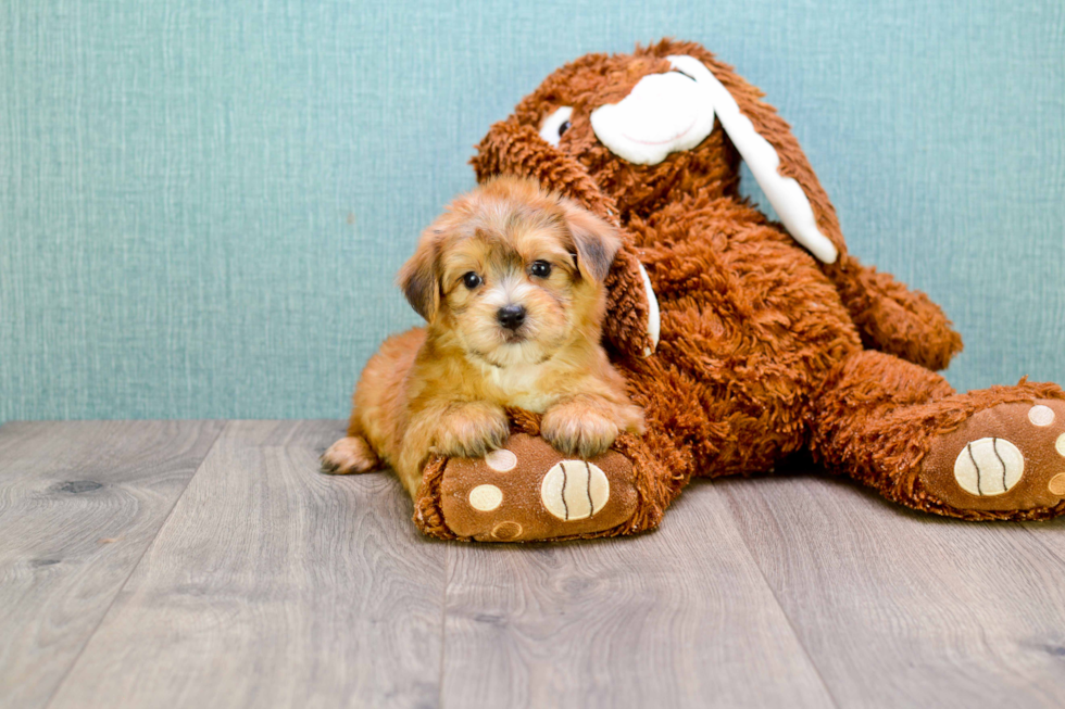 Playful Yorkie Designer Puppy