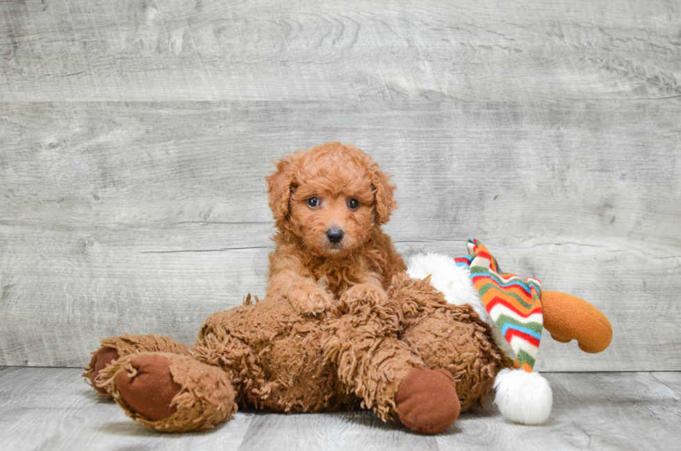 Mini Goldendoodle Puppy for Adoption