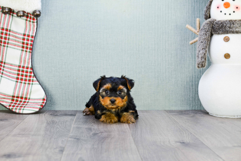 Meet Bella - our Yorkshire Terrier Puppy Photo 