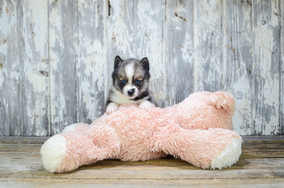 Friendly Pomsky Baby