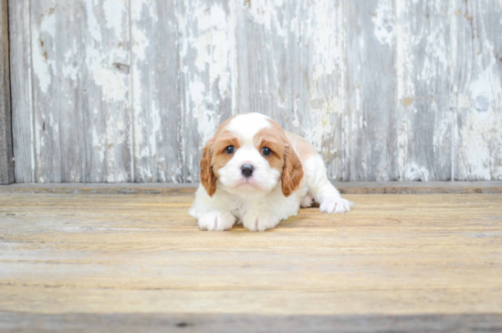 Cavalier King Charles Spaniel Pup Being Cute