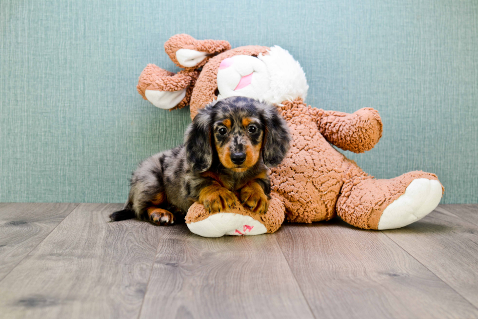 Dachshund Puppy for Adoption