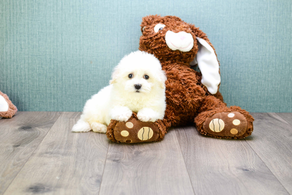 Adorable Maltepoo Poodle Mix Puppy