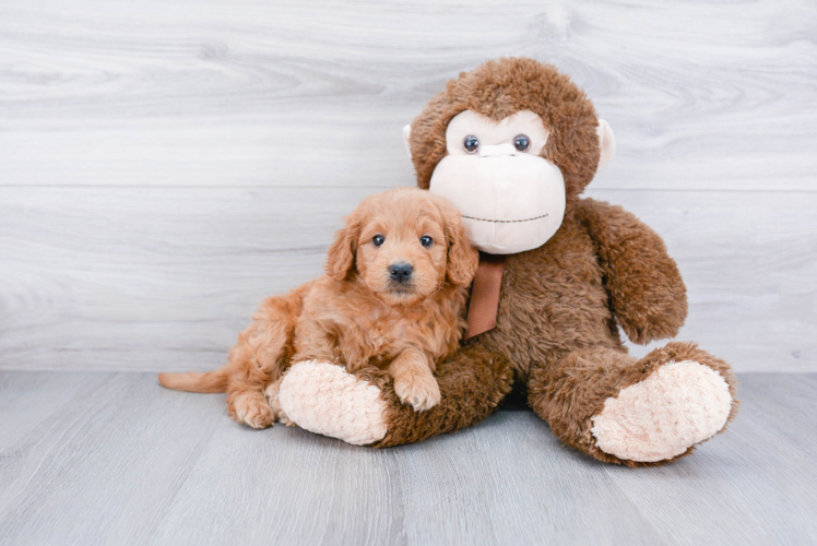 Playful Golden Retriever Poodle Mix Puppy