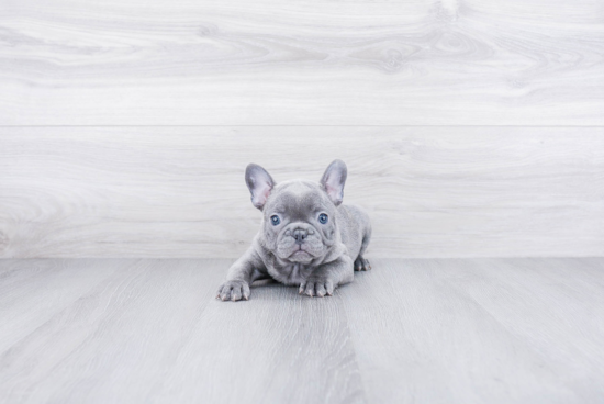 Sweet Frenchie Purebred Puppy