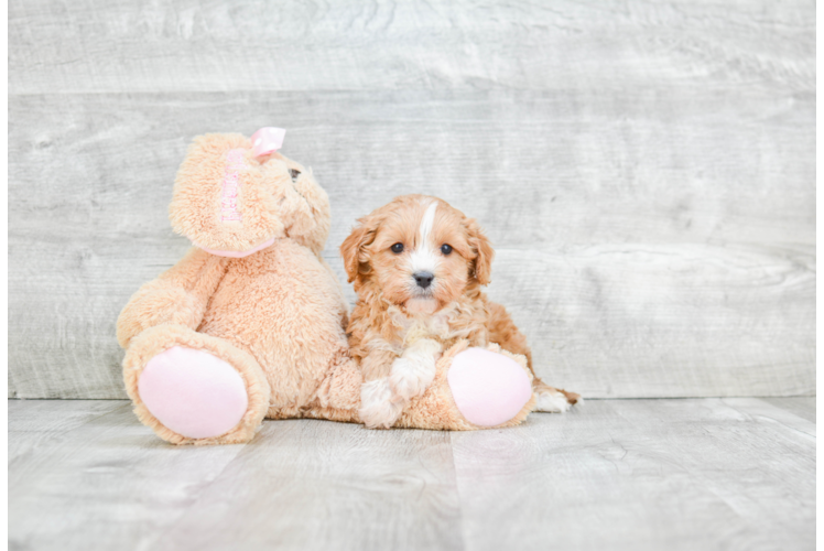 Cavapoo Puppy for Adoption