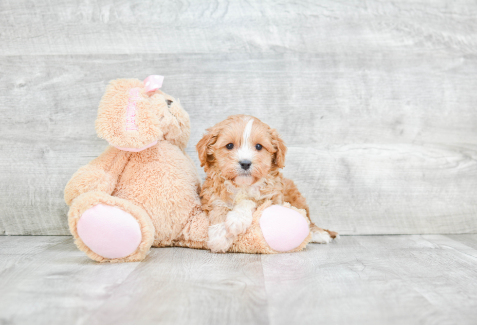 Cavapoo Puppy for Adoption