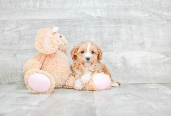 Cavapoo Puppy for Adoption