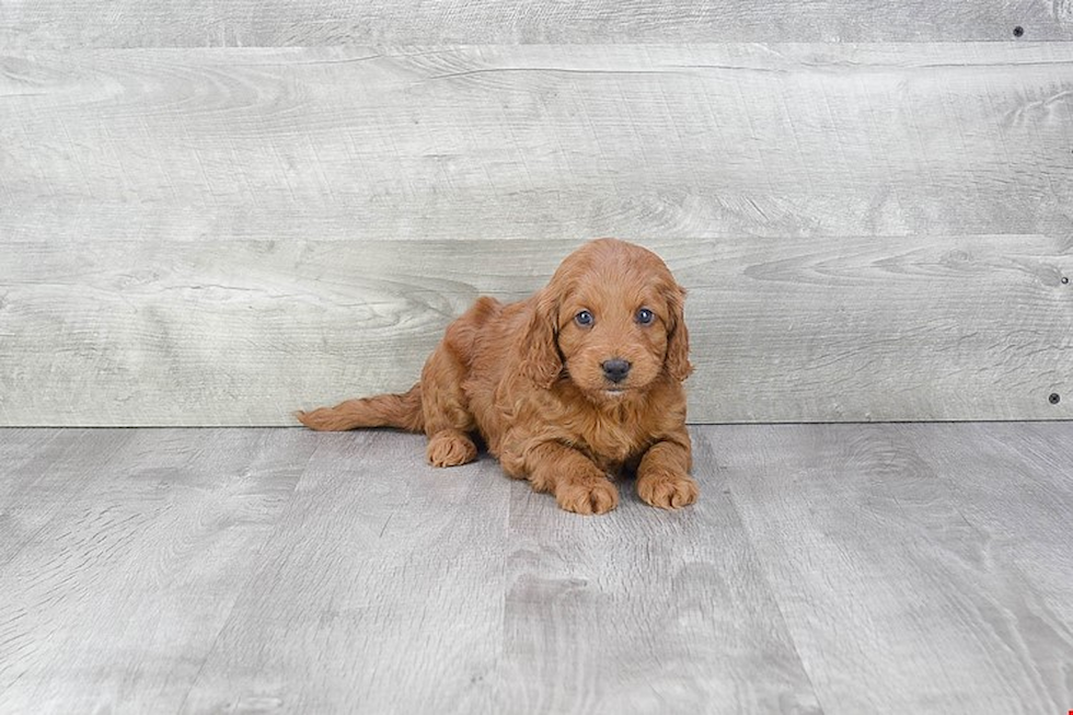 Small Mini Goldendoodle Baby