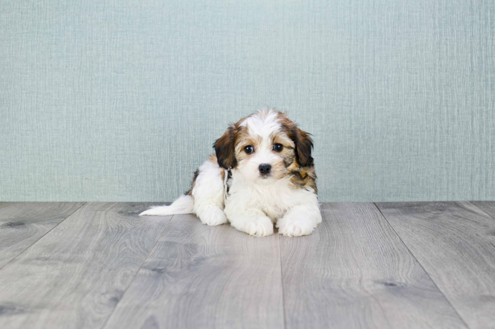 Funny Cavachon Designer Pup