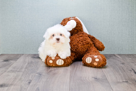 Havanese Pup Being Cute