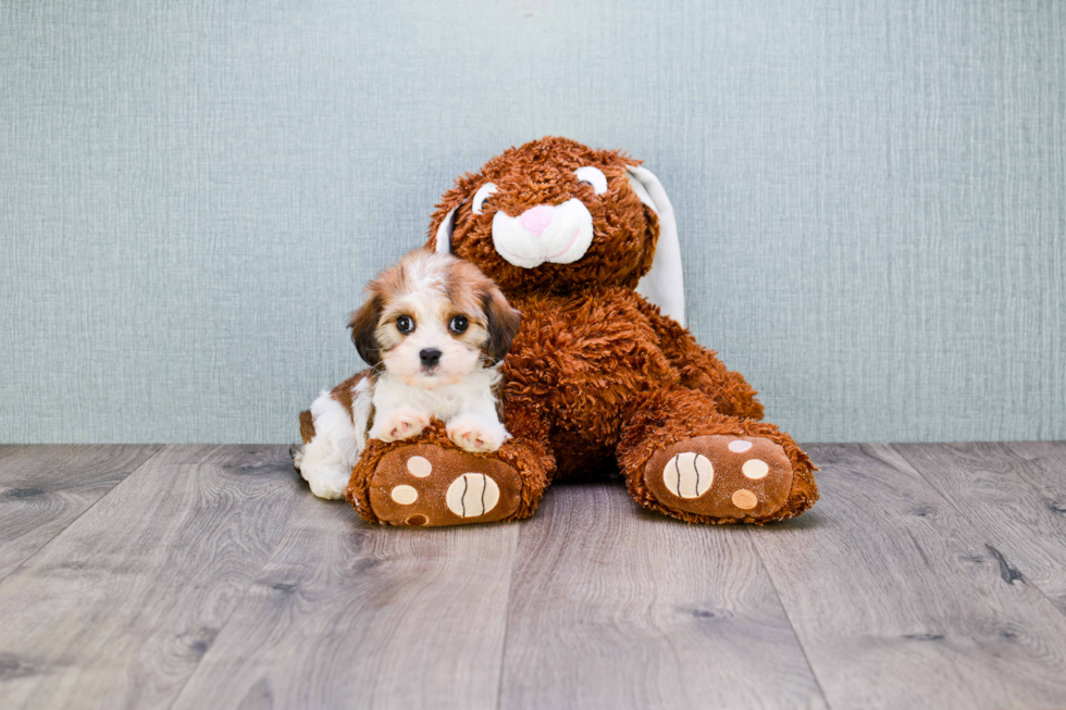 Funny Cavachon Designer Pup