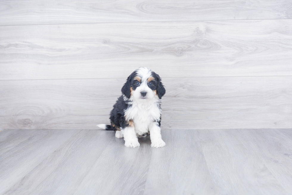 Popular Mini Bernedoodle Poodle Mix Pup