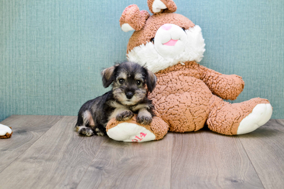 Cute Mini Schnauzer Baby