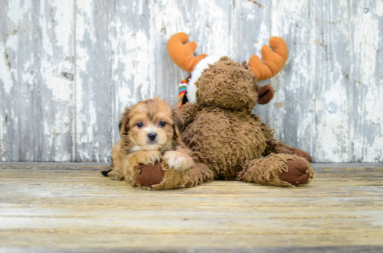 Small Morkie Baby