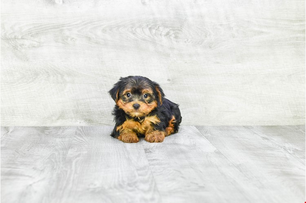 Meet Snickers - our Yorkshire Terrier Puppy Photo 