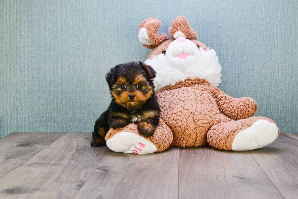 Meet Nugget - our Yorkshire Terrier Puppy Photo 