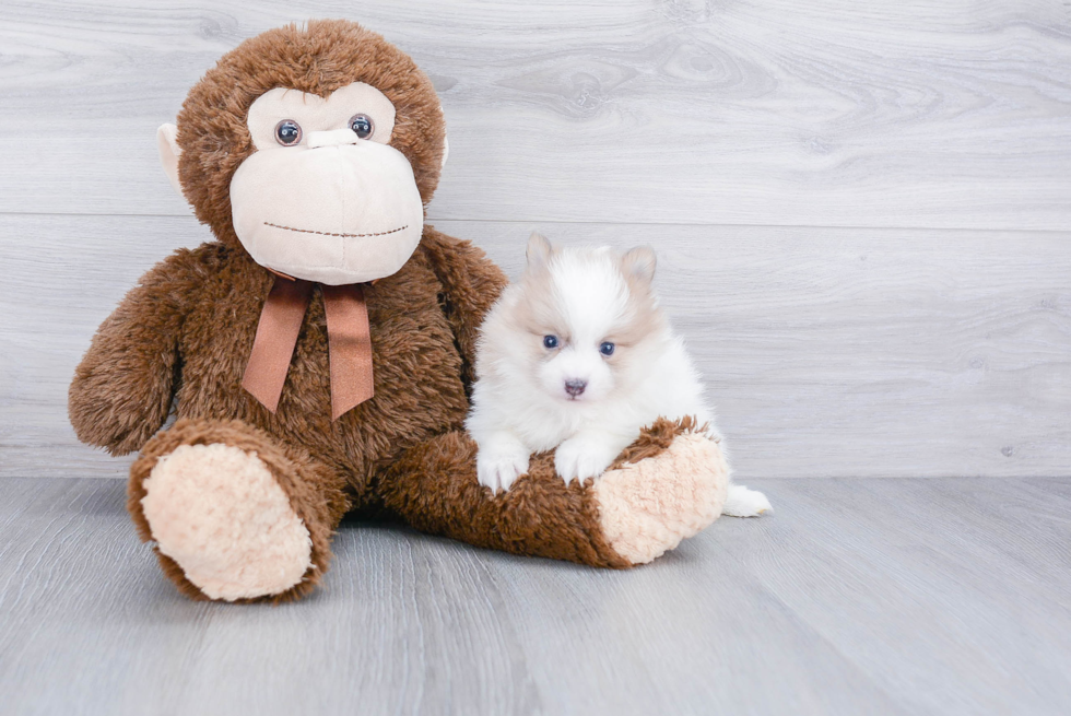 Fluffy Pomeranian Purebred Puppy