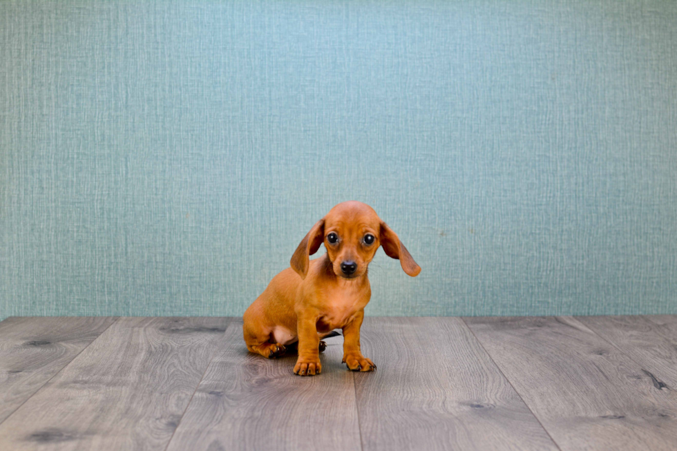 Cute Dachshund Baby