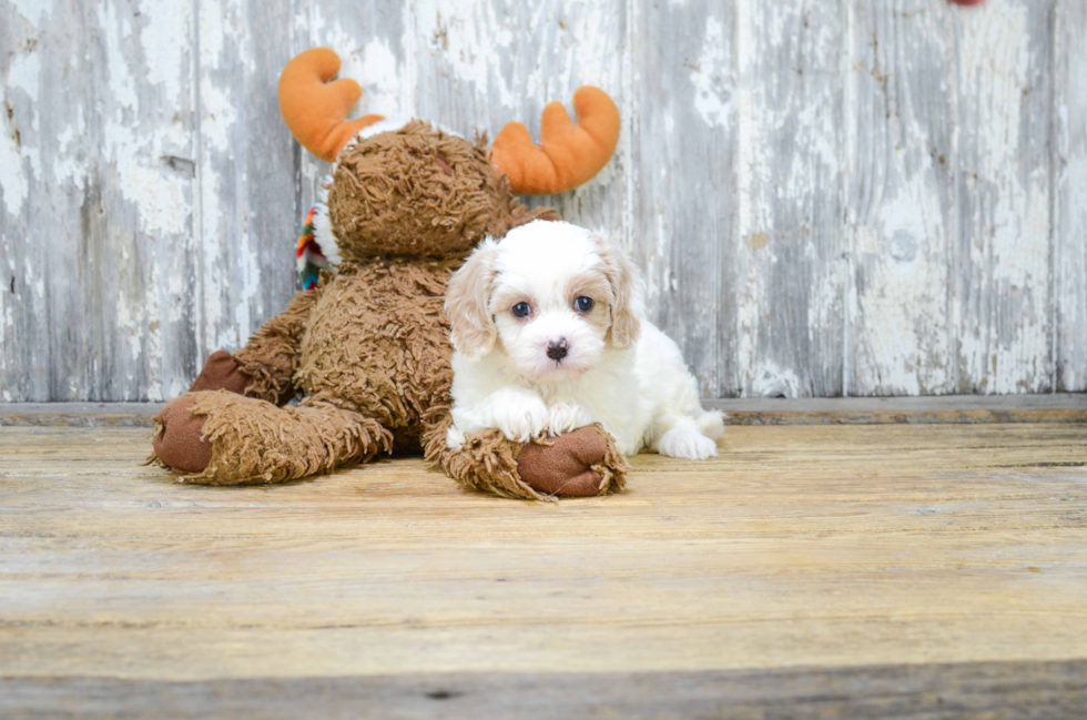 Petite Cavachon Designer Pup