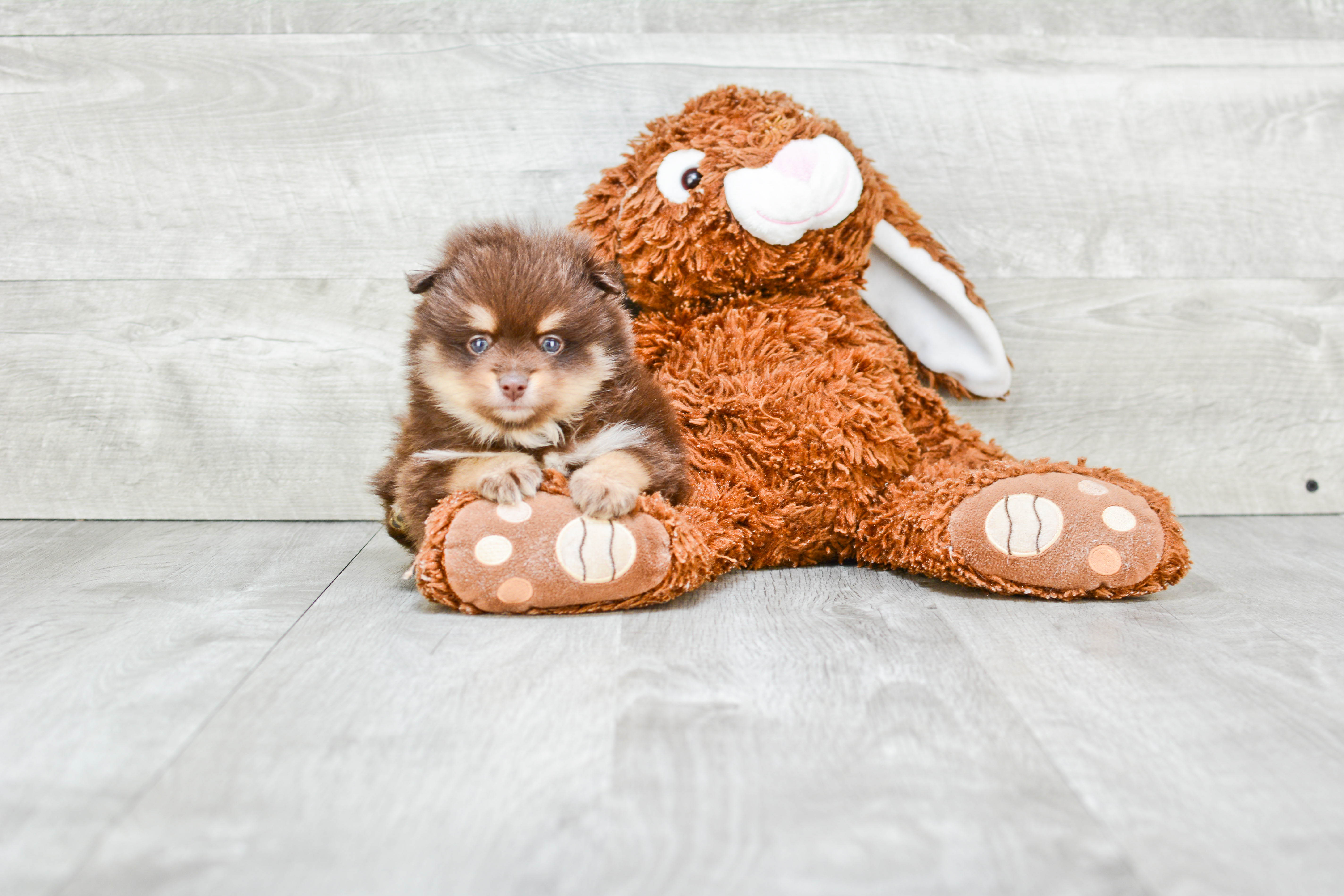 Best Pomeranian Baby