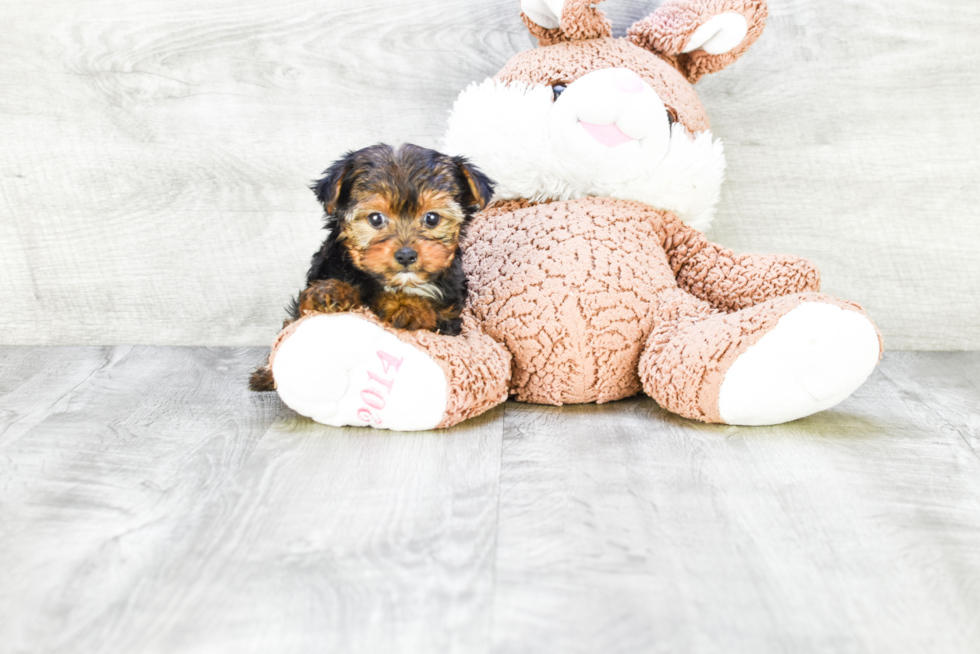 Meet Avery - our Yorkshire Terrier Puppy Photo 