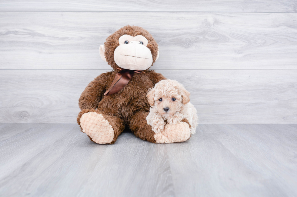 Adorable Maltepoo Poodle Mix Puppy