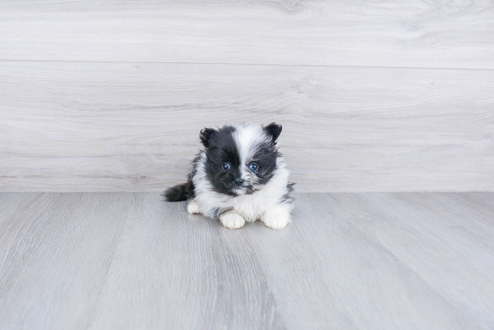 Happy Pomeranian Purebred Puppy