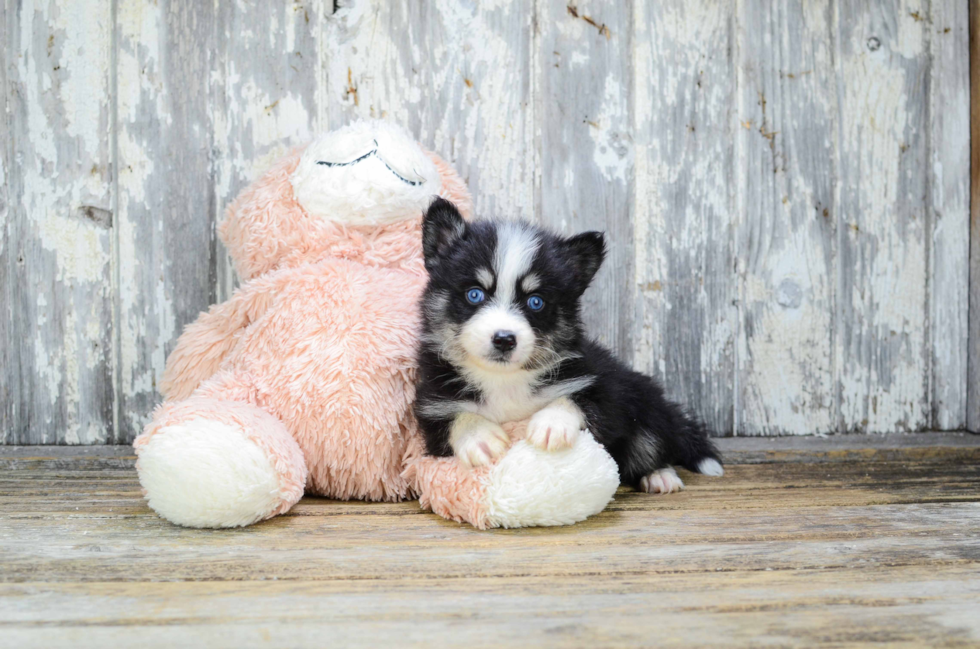 Best Pomsky Baby