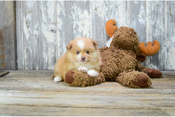 Energetic Pomeranian Purebred Puppy