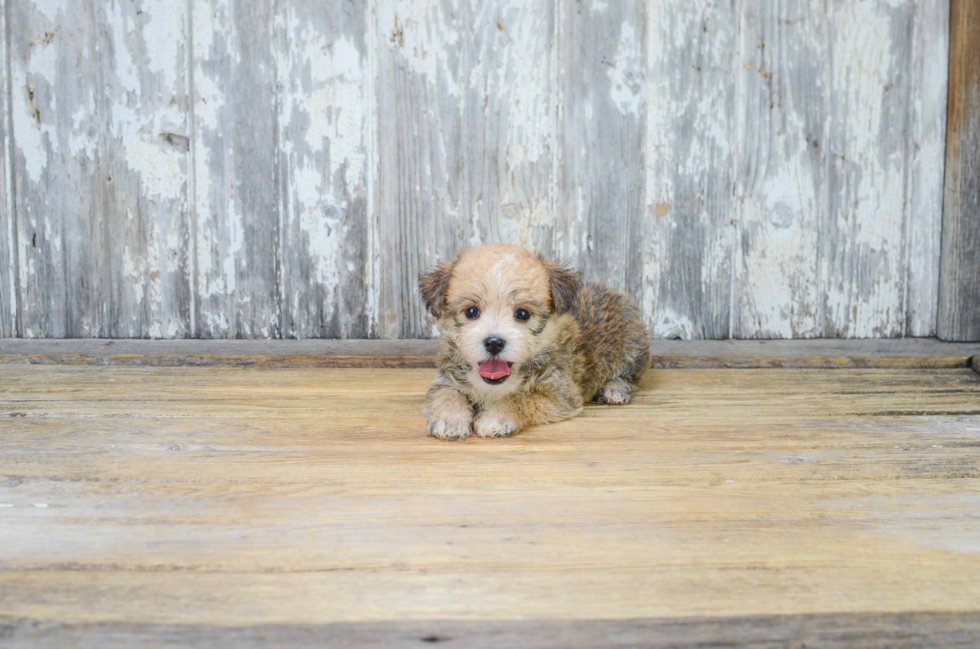 Best Morkie Baby