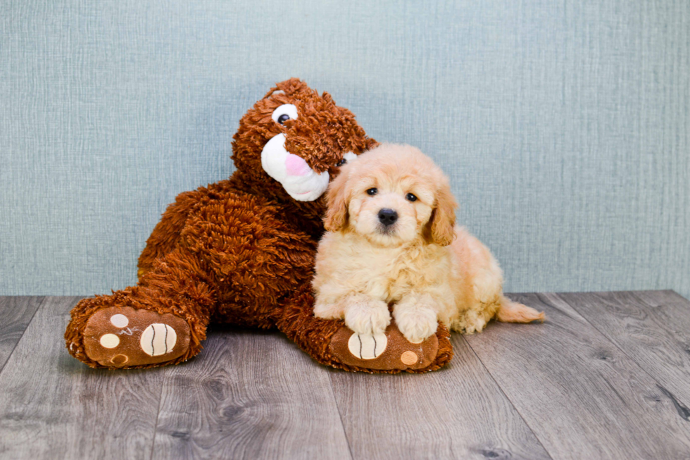 Cute Mini Goldendoodle Baby