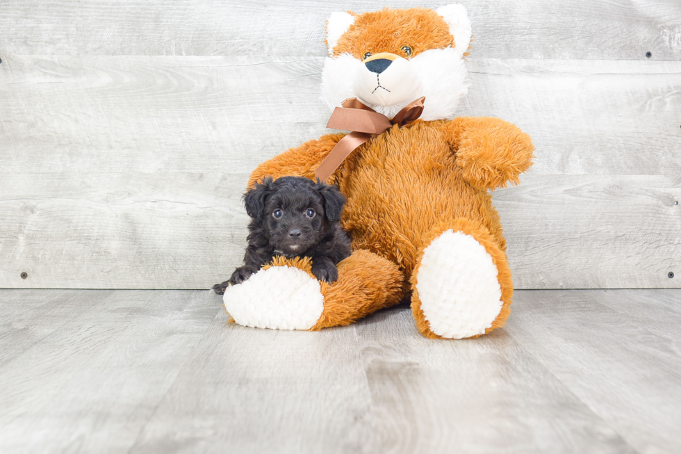 Playful Aussiepoo Poodle Mix Puppy