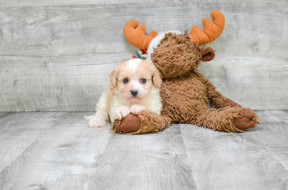 Best Cavachon Baby