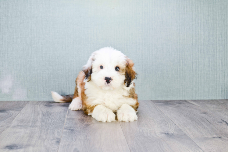 Mini Bernedoodle Puppy for Adoption