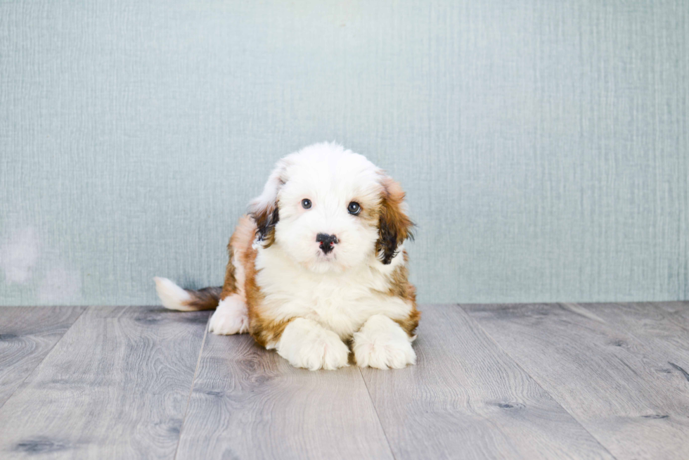 Mini Bernedoodle Puppy for Adoption