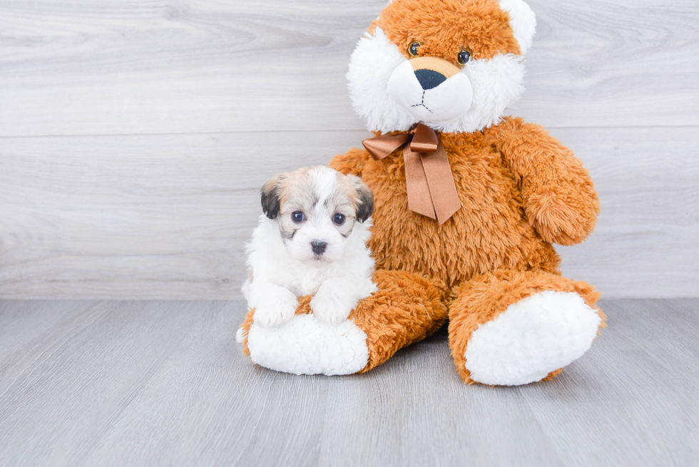 Friendly Havanese Baby