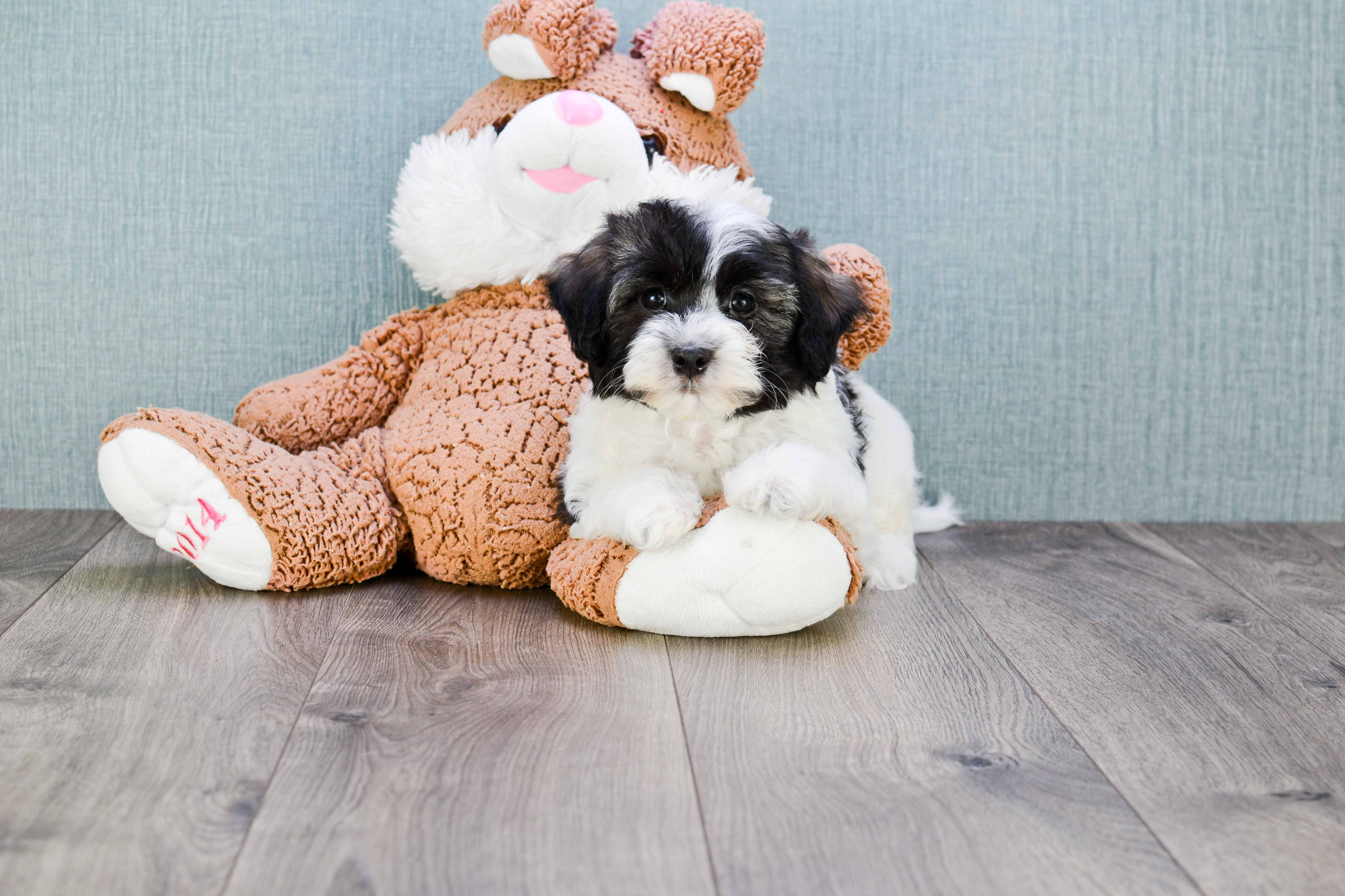 Havanese Pup Being Cute