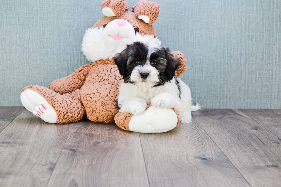 Havanese Pup Being Cute