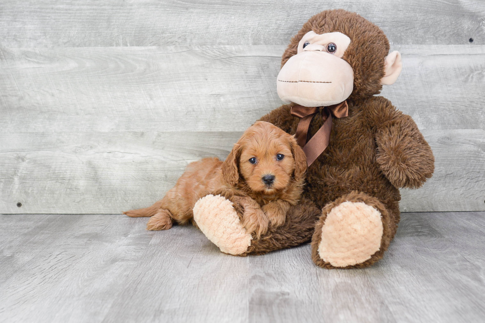 Petite Cavapoo Poodle Mix Pup