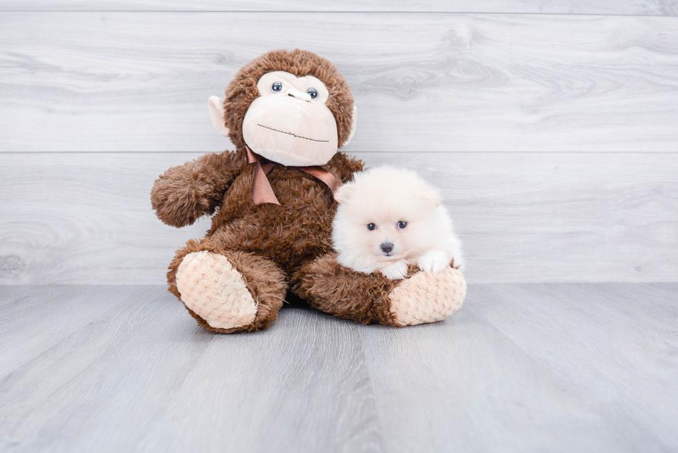 Hypoallergenic Pomeranian Baby