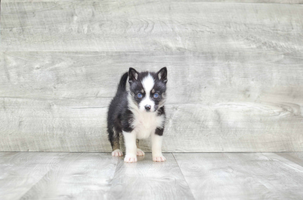 Pomsky Pup Being Cute