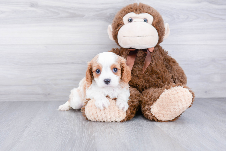 Best Cavalier King Charles Spaniel Baby