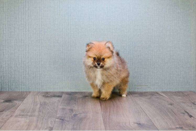 Pomeranian Puppy for Adoption