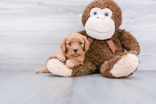 Sweet Cavapoo Baby