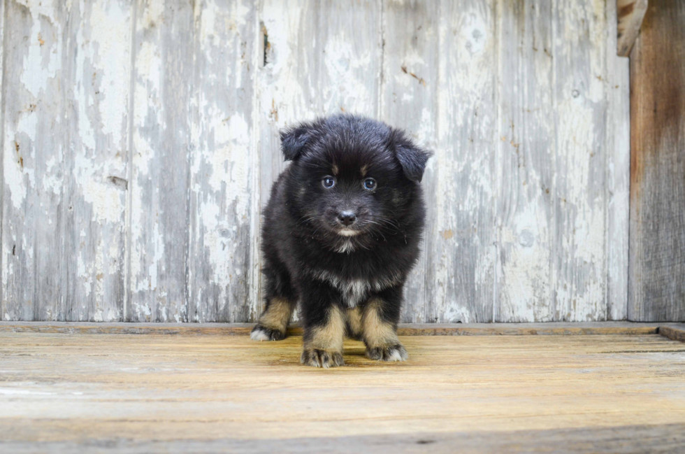 Playful Mini Husky Designer Puppy