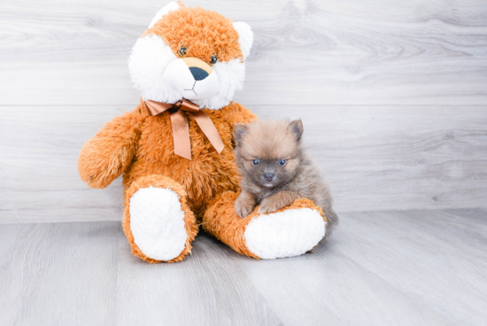 Akc Registered Pomeranian Baby