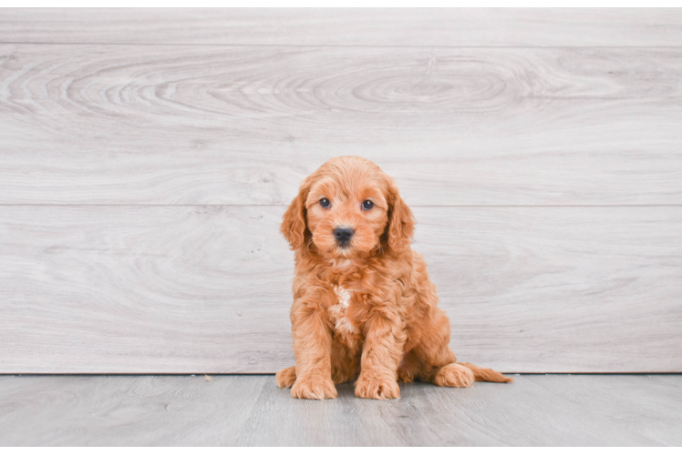 Happy Mini Goldendoodle Baby